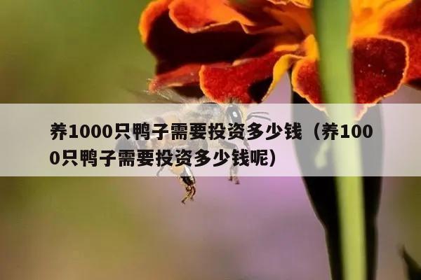 养1000只鸭子需要投资多少钱（养1000只鸭子需要投资多少钱呢）