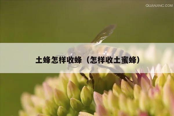 土蜂怎样收蜂（怎样收土蜜蜂）