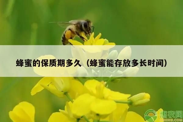 蜂蜜的保质期多久（蜂蜜能存放多长时间）