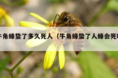 牛角蜂蛰了多久死人（牛角蜂蛰了人蜂会死吗）