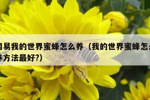 网易我的世界蜜蜂怎么养（我的世界蜜蜂怎么养方法最好?）