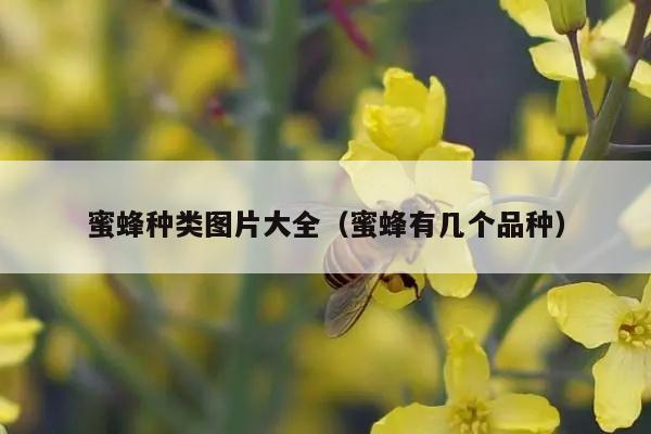 蜜蜂种类图片大全（蜜蜂有几个品种）