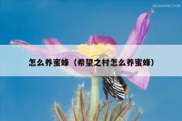 怎么养蜜蜂（希望之村怎么养蜜蜂）