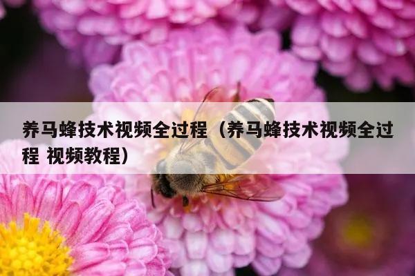 养马蜂技术视频全过程（养马蜂技术视频全过程 视频教程）