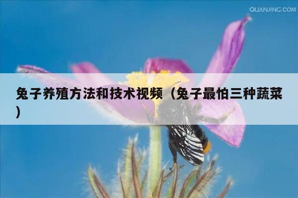 兔子养殖方法和技术视频（兔子最怕三种蔬菜）