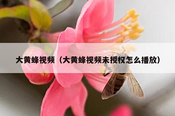 大黄蜂视频（大黄蜂视频未授权怎么播放）