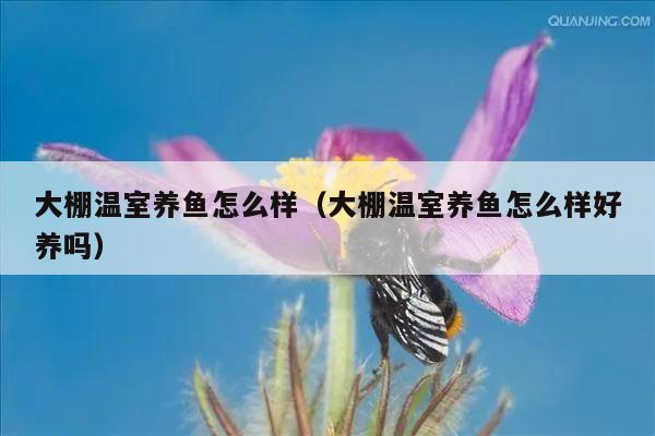 大棚温室养鱼怎么样（大棚温室养鱼怎么样好养吗）