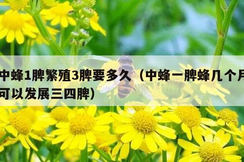 中蜂1脾繁殖3脾要多久（中蜂一脾蜂几个月可以发展三四脾）