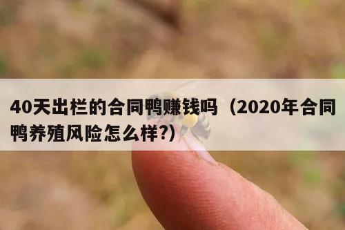 40天出栏的合同鸭赚钱吗（2020年合同鸭养殖风险怎么样?）