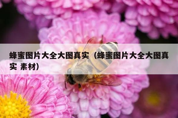 蜂蜜图片大全大图真实（蜂蜜图片大全大图真实 素材）