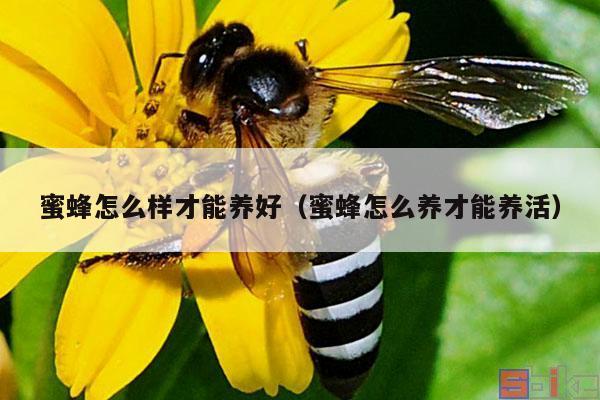 蜜蜂怎么样才能养好（蜜蜂怎么养才能养活）