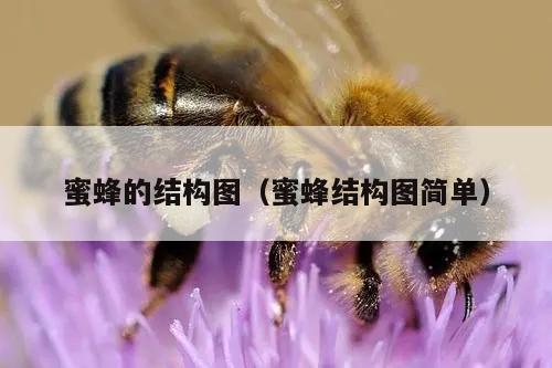 蜜蜂的结构图（蜜蜂结构图简单）