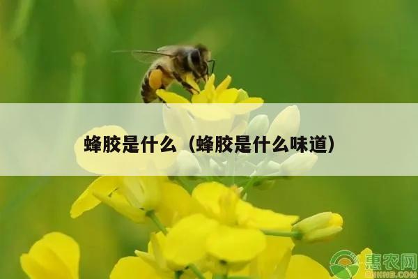 蜂胶是什么（蜂胶是什么味道）