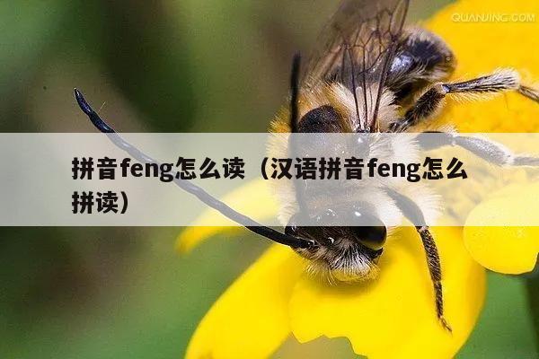 拼音feng怎么读（汉语拼音feng怎么拼读）