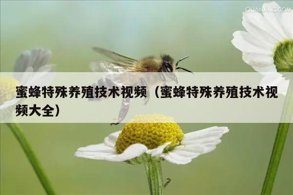 蜜蜂特殊养殖技术视频（蜜蜂特殊养殖技术视频大全）