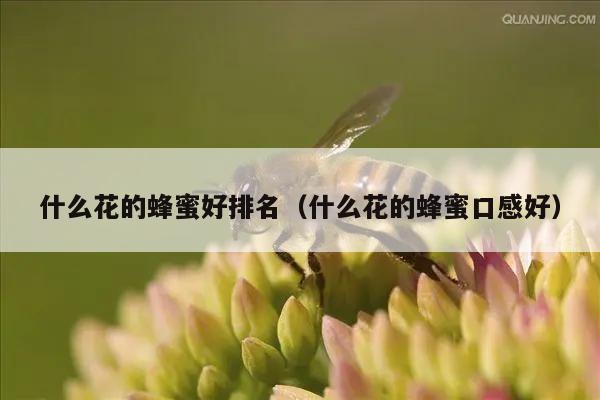 什么花的蜂蜜好排名（什么花的蜂蜜口感好）