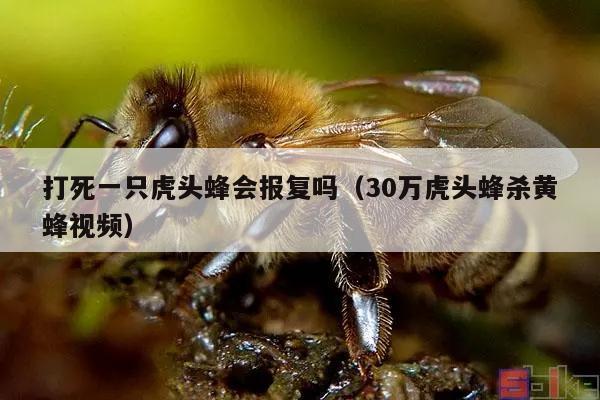 打死一只虎头蜂会报复吗（30万虎头蜂杀黄蜂视频）