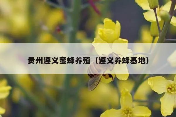 贵州遵义蜜蜂养殖（遵义养蜂基地）