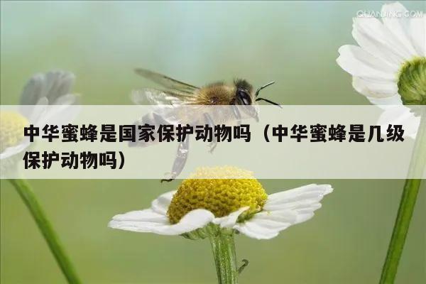 保护蜜蜂的宣传图片