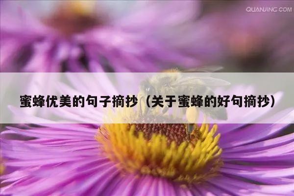 蜜蜂优美的句子摘抄（关于蜜蜂的好句摘抄）