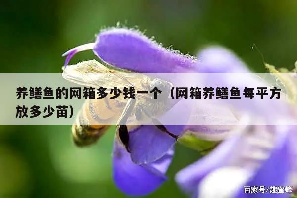 养鳝鱼的网箱多少钱一个（网箱养鳝鱼每平方放多少苗）