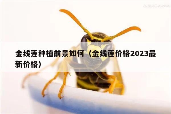 金线莲种植前景如何（金线莲价格2023最新价格）