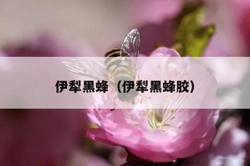 伊犁黑蜂（伊犁黑蜂胶）