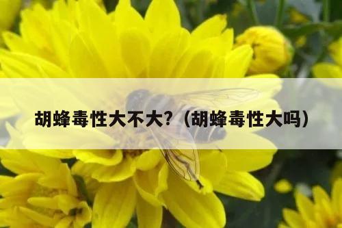 胡蜂毒性大不大?（胡蜂毒性大吗）