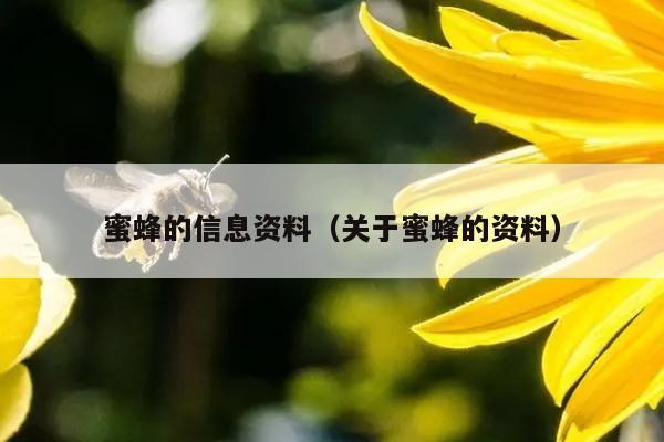 蜜蜂的信息资料（关于蜜蜂的资料）