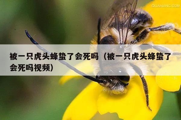 被一只虎头蜂蛰了会死吗（被一只虎头蜂蛰了会死吗视频）