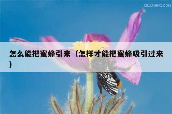 怎么能把蜜蜂引来（怎样才能把蜜蜂吸引过来）