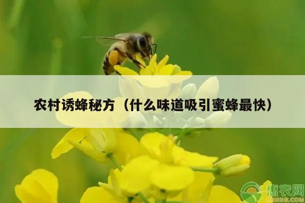 农村诱蜂秘方（什么味道吸引蜜蜂最快）