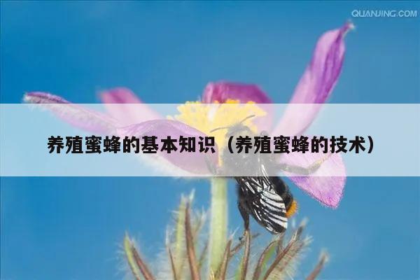 养殖蜜蜂的基本知识（养殖蜜蜂的技术）