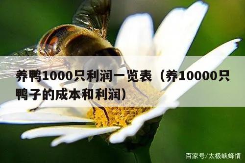 养鸭1000只利润一览表（养10000只鸭子的成本和利润）