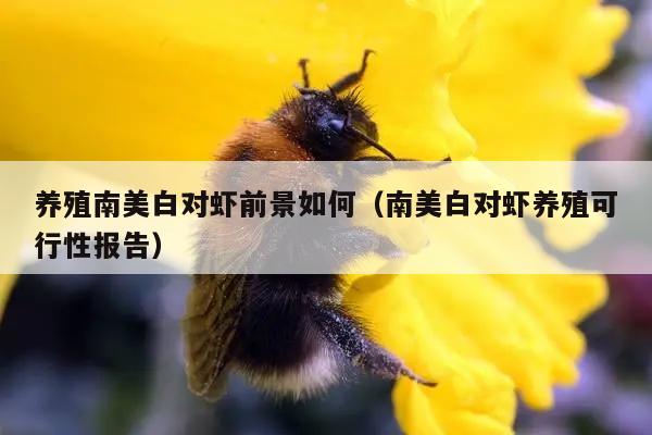 养殖南美白对虾前景如何（南美白对虾养殖可行性报告）