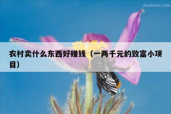 农村卖什么东西好赚钱（一两千元的致富小项目）