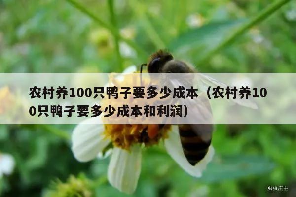 农村养100只鸭子要多少成本（农村养100只鸭子要多少成本和利润）