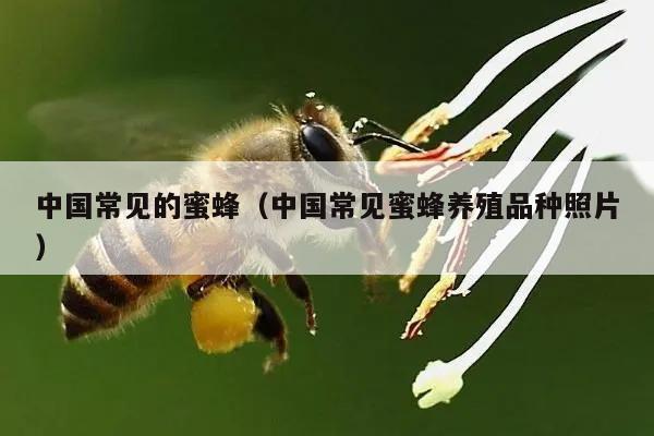 中国常见的蜜蜂（中国常见蜜蜂养殖品种照片）