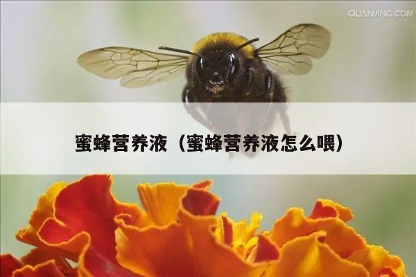 蜜蜂营养液（蜜蜂营养液怎么喂）