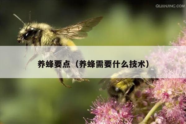 养蜂要点（养蜂需要什么技术）