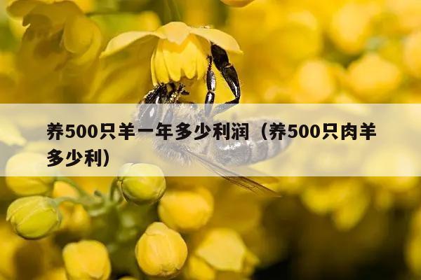 养500只羊一年多少利润（养500只肉羊多少利）