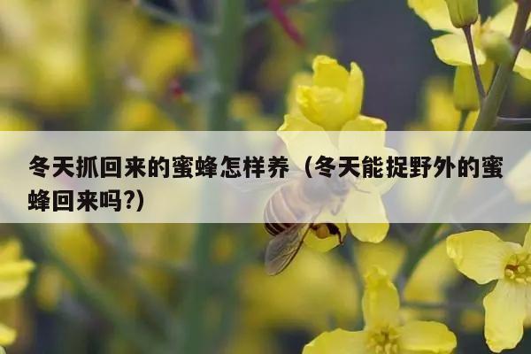 冬天抓回来的蜜蜂怎样养（冬天能捉野外的蜜蜂回来吗?）