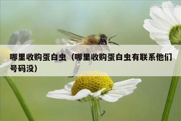 哪里收购蛋白虫（哪里收购蛋白虫有联系他们号码没）