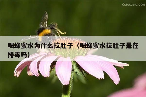 喝蜂蜜水为什么拉肚子（喝蜂蜜水拉肚子是在排毒吗）