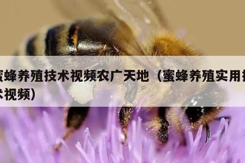 蜜蜂养殖技术视频农广天地（蜜蜂养殖实用技术视频）