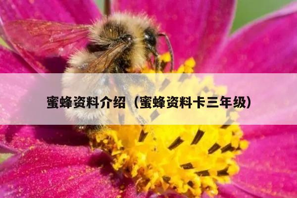 蜜蜂资料介绍（蜜蜂资料卡三年级）