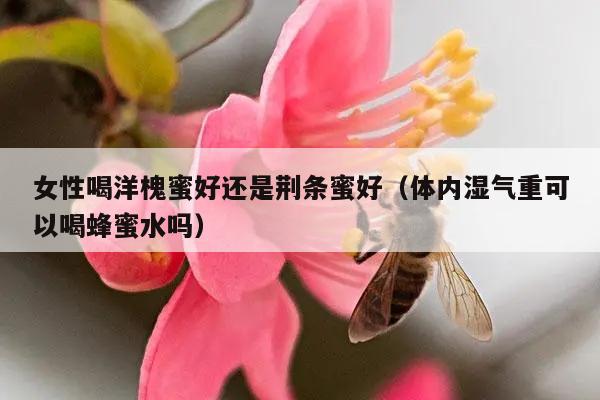 女性喝洋槐蜜好还是荆条蜜好（体内湿气重可以喝蜂蜜水吗）