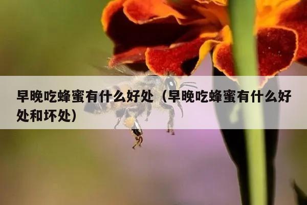 早晚吃蜂蜜有什么好处（早晚吃蜂蜜有什么好处和坏处）