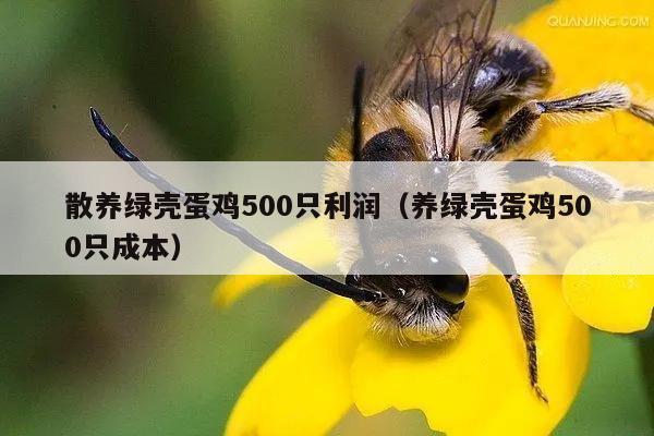 散养绿壳蛋鸡500只利润（养绿壳蛋鸡500只成本）