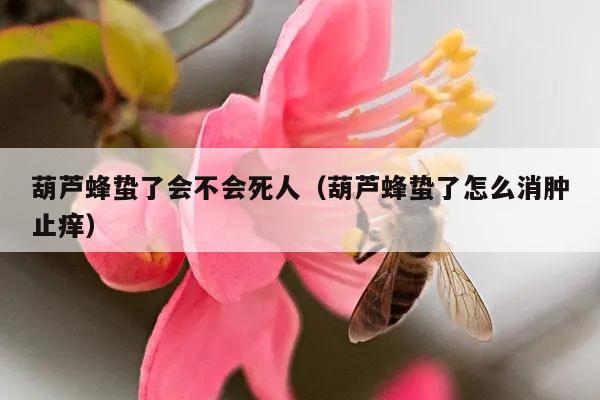 葫芦蜂蛰了会不会死人（葫芦蜂蛰了怎么消肿止痒）